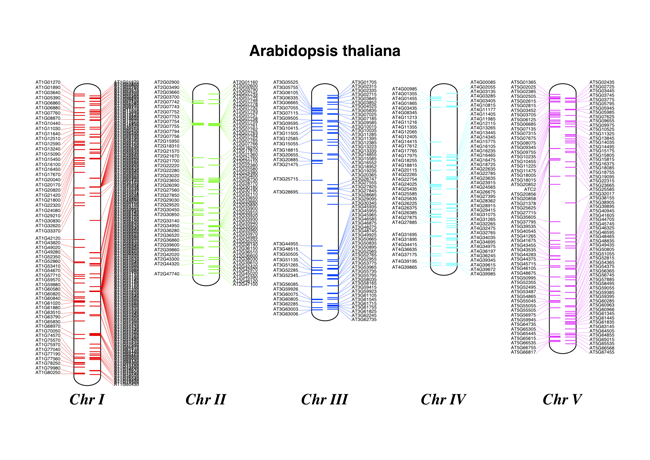 染色体图 *Arabidopsis thaliana* 显示TLR。