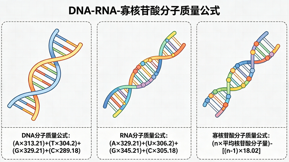 DNA-RNA-寡核苷酸分子质量在线计算器