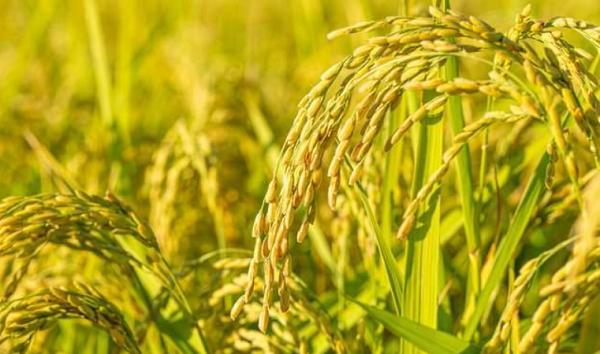 地球上有超过 50,000 种不同类型的可食用植物