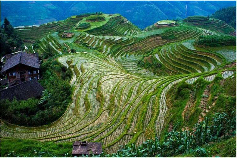 龙脊梯田(中国)