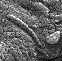 B/W image of fossil-like bodies consisting of iron oxides sometimes found in SNG meteorites.